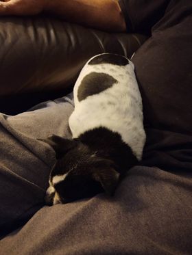 The senior pup lying on the couch