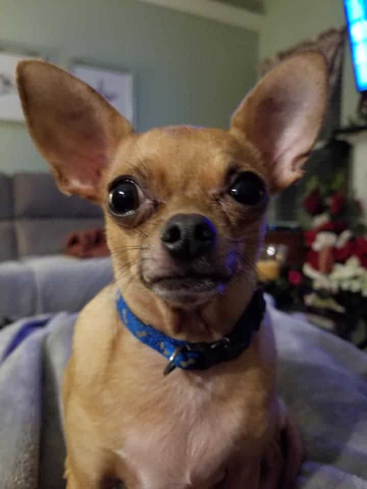 terrified chihuahua