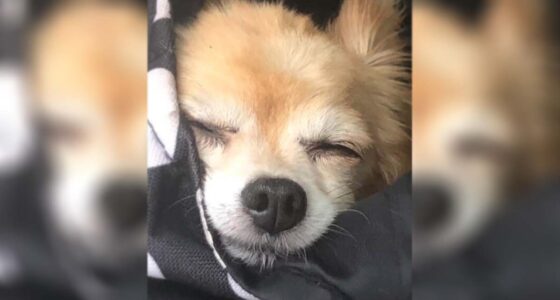 Dealing with pet loss