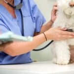 An Emergency Vet Visit: Everything You Need To Know