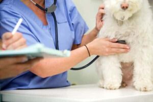 Read more about the article An Emergency Vet Visit: Everything You Need To Know