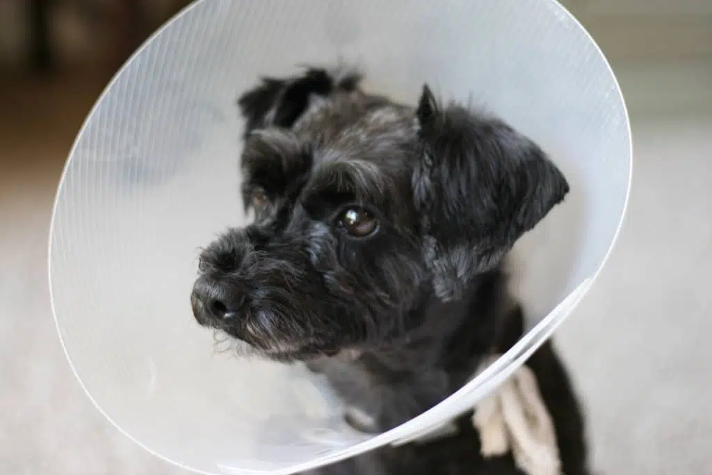 Schnoodle dog cone