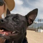 Chihuahua-Pit Bull Mix Becomes Hollywood Rescue Dog