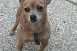 Read more about the article Chicago Firefighters Rescue Chihuahua Stuck in Drain