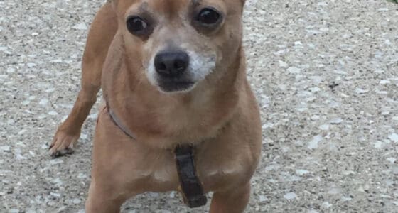 Chicago firefighters