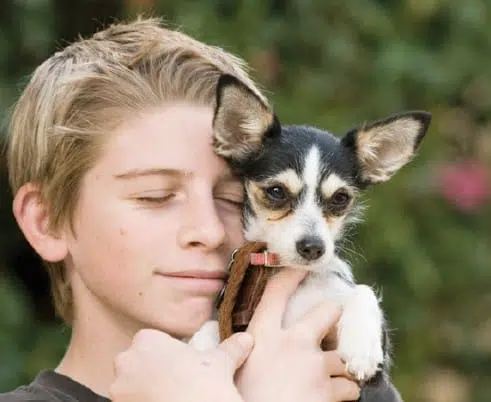 Chihuahua: Pros and Cons 4 Obesity can be a significant health problem in Chihuahuas