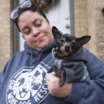 Woman Lost Thousands After Trying to Buy a Chihuahua Online