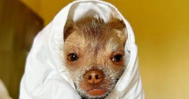 hairless Chihuahua