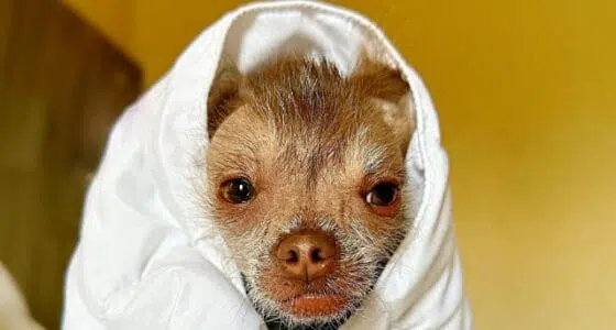 hairless Chihuahua