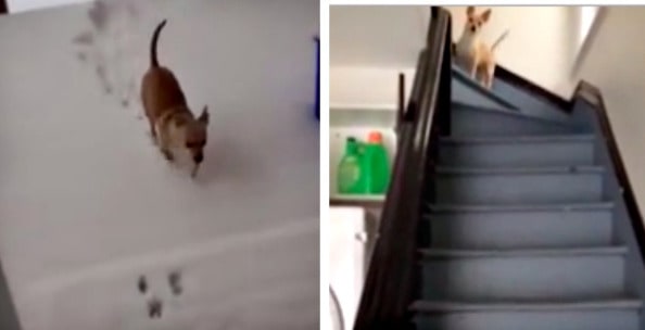 Read more about the article The Chihuahua Begs to go Outside, but her Paws hit the Snow