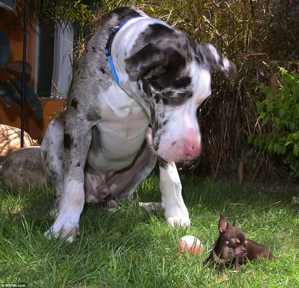 Little and large: Tiny Milly is dwarfed by her Great Dane pal