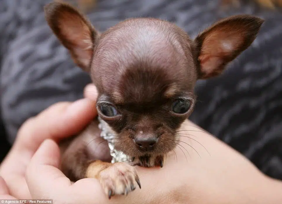 Dog-eared: The owners of Milly the chihuahua said they were delighted at the news.