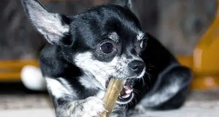 Dental disease is common in Chihuahuas due to their small mouths