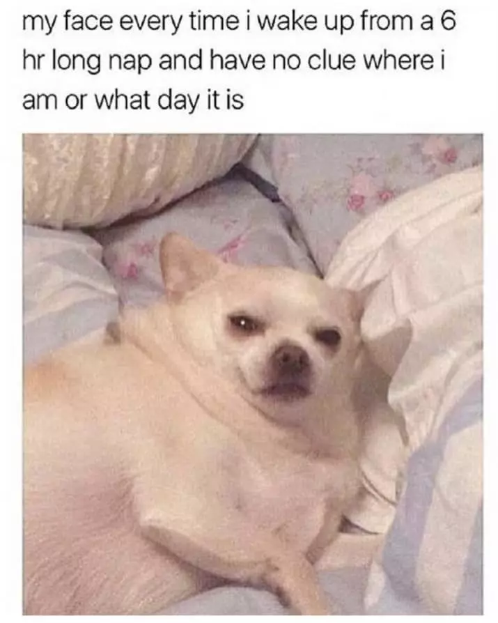chihuahua meme Waking