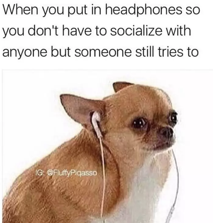 chihuahua meme headphones