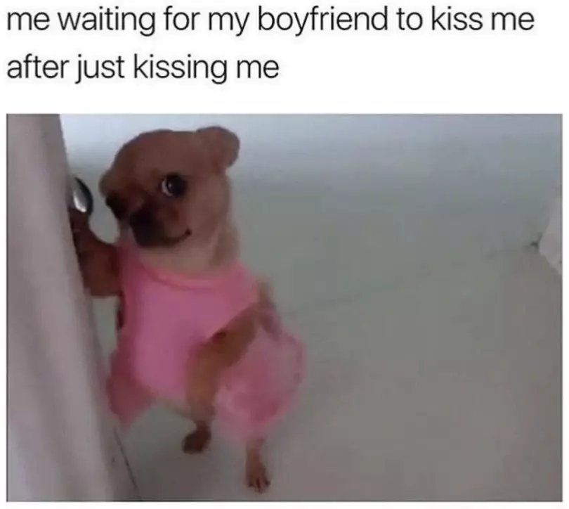 chihuahua meme kiss