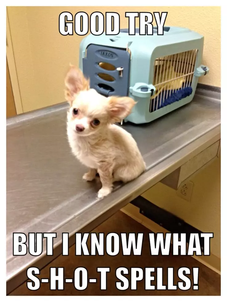 chihuahua meme shot