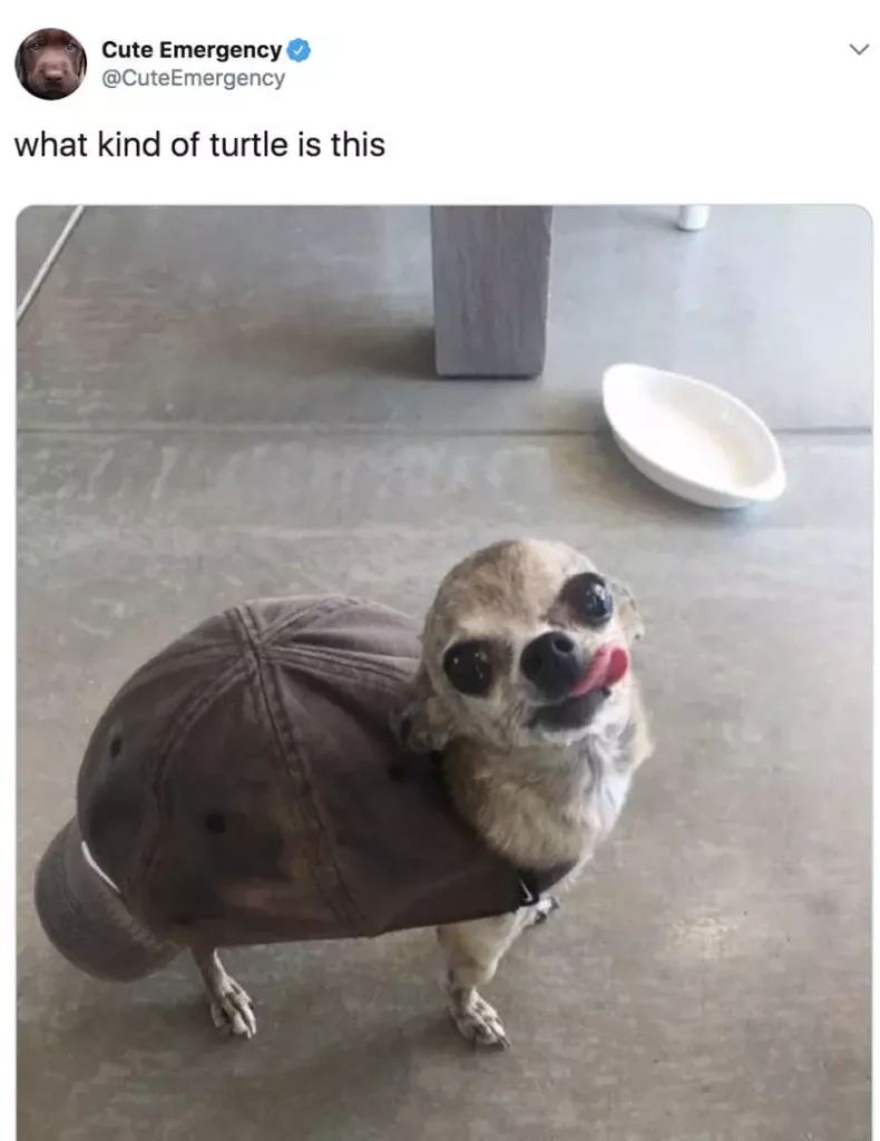chihuahua meme turtle