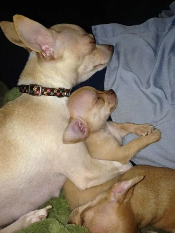 chihuahua mom puppy sleeping pups today