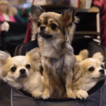 Chihuahuas Share Small Size Gene with Ancient Wolves