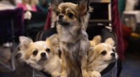 Chihuahuas Share Small Size Gene with Ancient Wolves 2 Chihuahuas Share Small Size Gene with Wolves - Chihuacorner.com