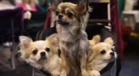 Chihuahuas Share Small Size Gene with Wolves - Chihuacorner.com