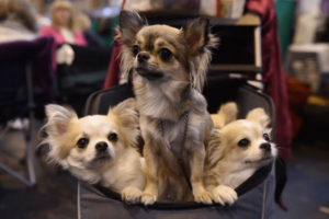 Read more about the article Chihuahuas Share Small Size Gene with Ancient Wolves