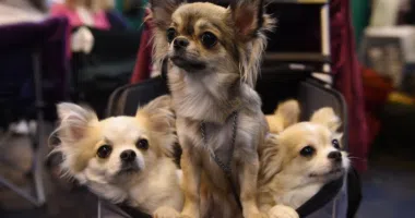 Chihuahuas Share Small Size Gene with Wolves - Chihuacorner.com