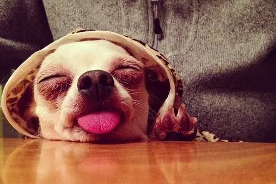 cute chihuahua dog tongue pups today