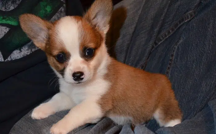 The Main Problems of Chihuahua Changes 4 Chihuahua behavior change
