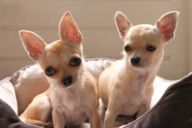 Chihuahua behavior change with time