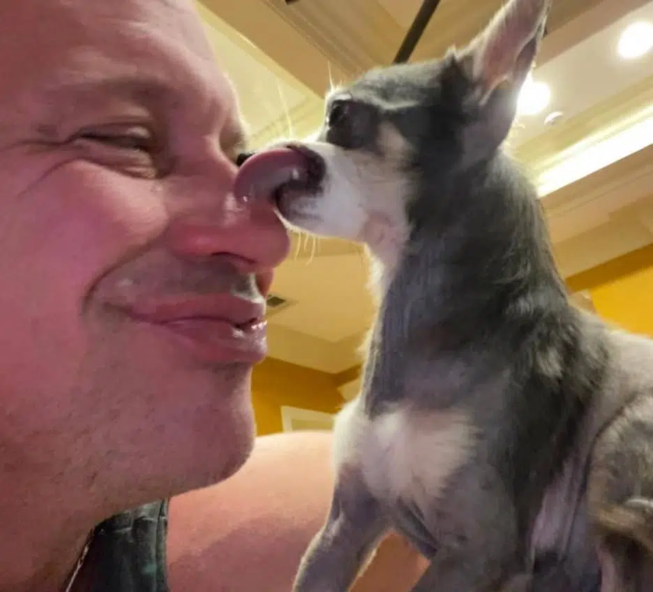 Heartbroken Man Rescued 30 Chihuahuas 8 Rescued Chihuahua licking Bobby at the Bobby Humphreys Chihuahua Sanctuary