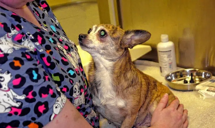 Why are Chihuahuas euthanized?