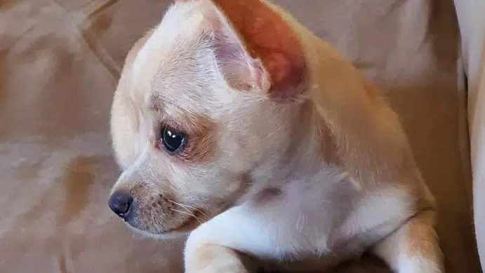 Why are Chihuahuas euthanized when they're so sweet?