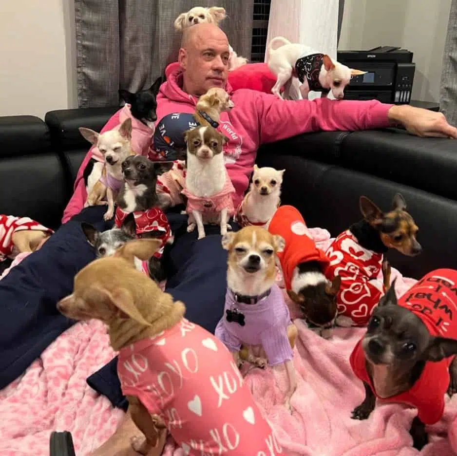 The man who rescued 30 Chihuahuas 