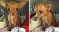 Rescuers Found this Chihuahua