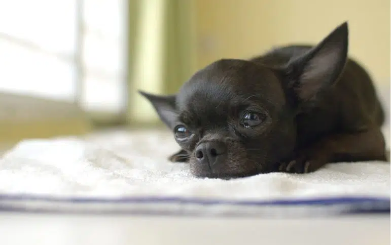 Black Chi pup with puppy eyes