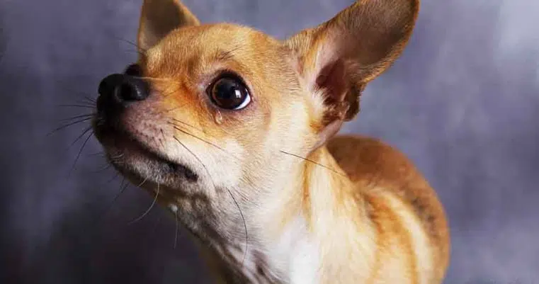 Why do Chihuahuas cry all the time