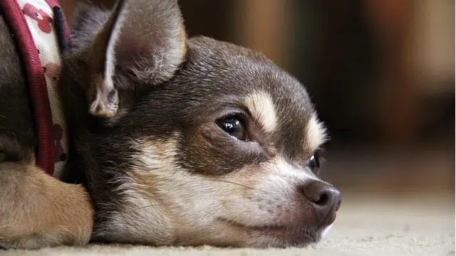 Why do chihuahuas cry all the time?