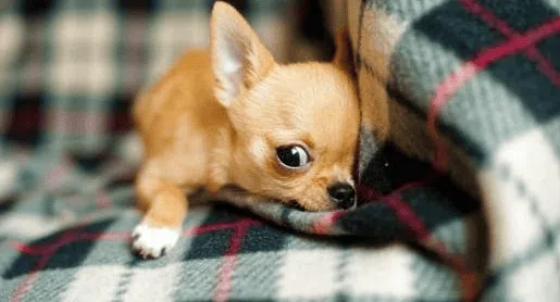 Why do Chihuahuas cry all the time?