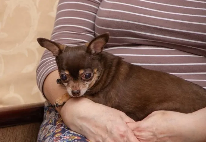 Chihuahua and pregnant woman