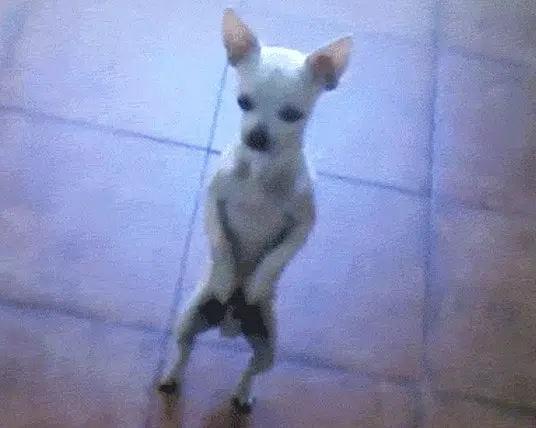 Chi dancing the Chihuahua cha cha song