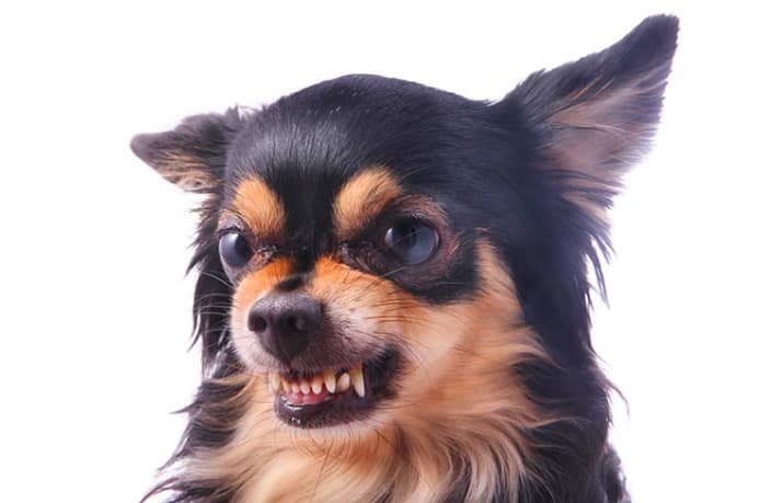 Why are Chihuahuas so mean?