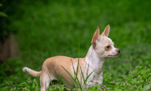 Chihuahua Gus and his secret stash of treats