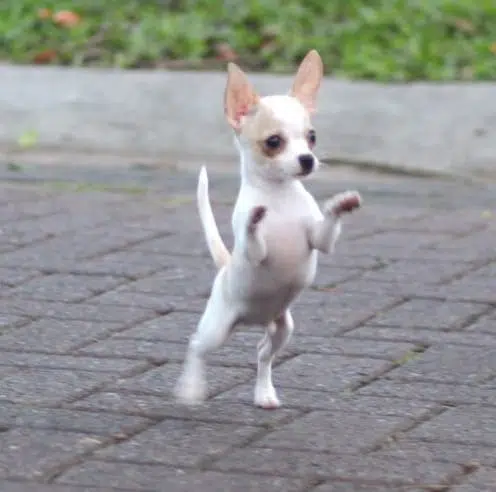 Cute Chihuahua is obsessed with jumping