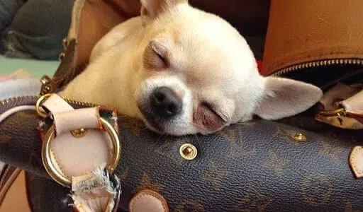 sleeping chihuahua bag pups today
