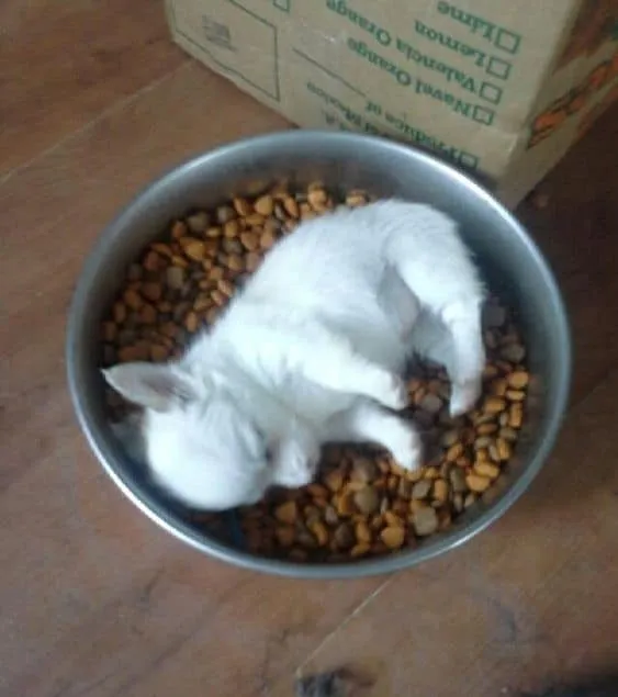 sleeping chihuahua in bowl pups today
