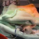 Chihuahua Heroically Defends Home in Nayarit, Mexico During Pitchfork Attack