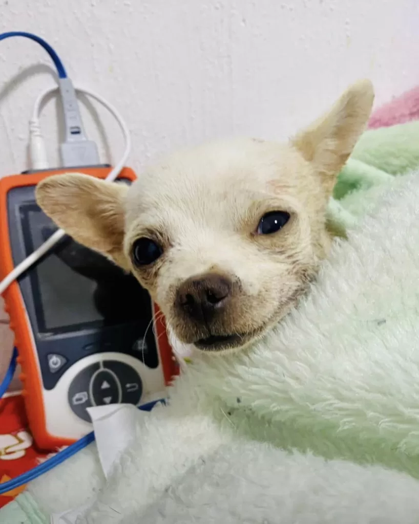 chihuahua at hospital recovering