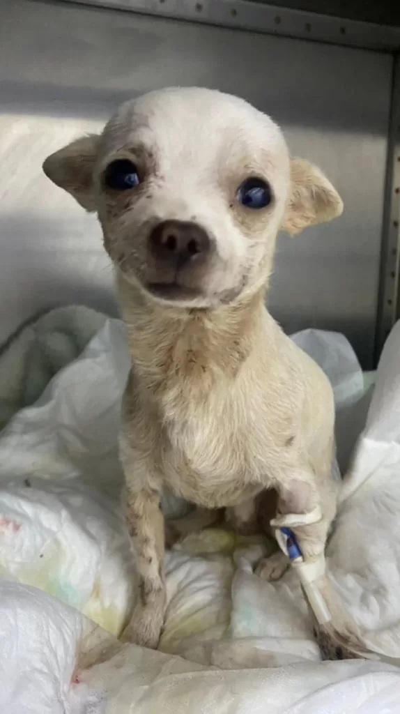 chihuahua survived after attack